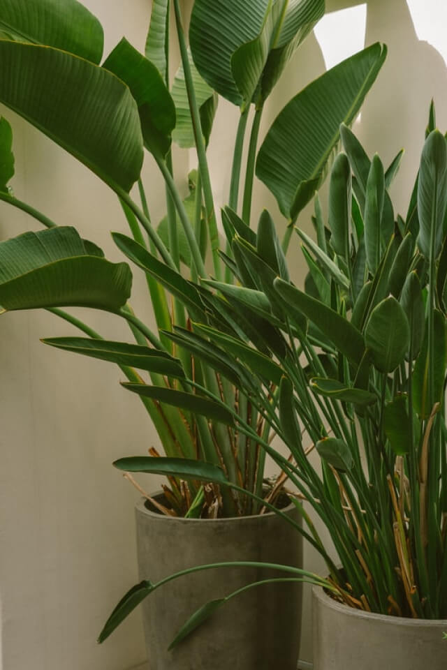 Spathiphyllum - الصورة 2